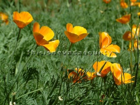 Wildflowers at Bridgeport State Park