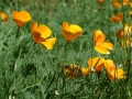 Wildflowers at Bridgeport State Park