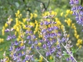 Wildflowers on the Independence Trail