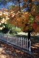 Fall color in Nevada City